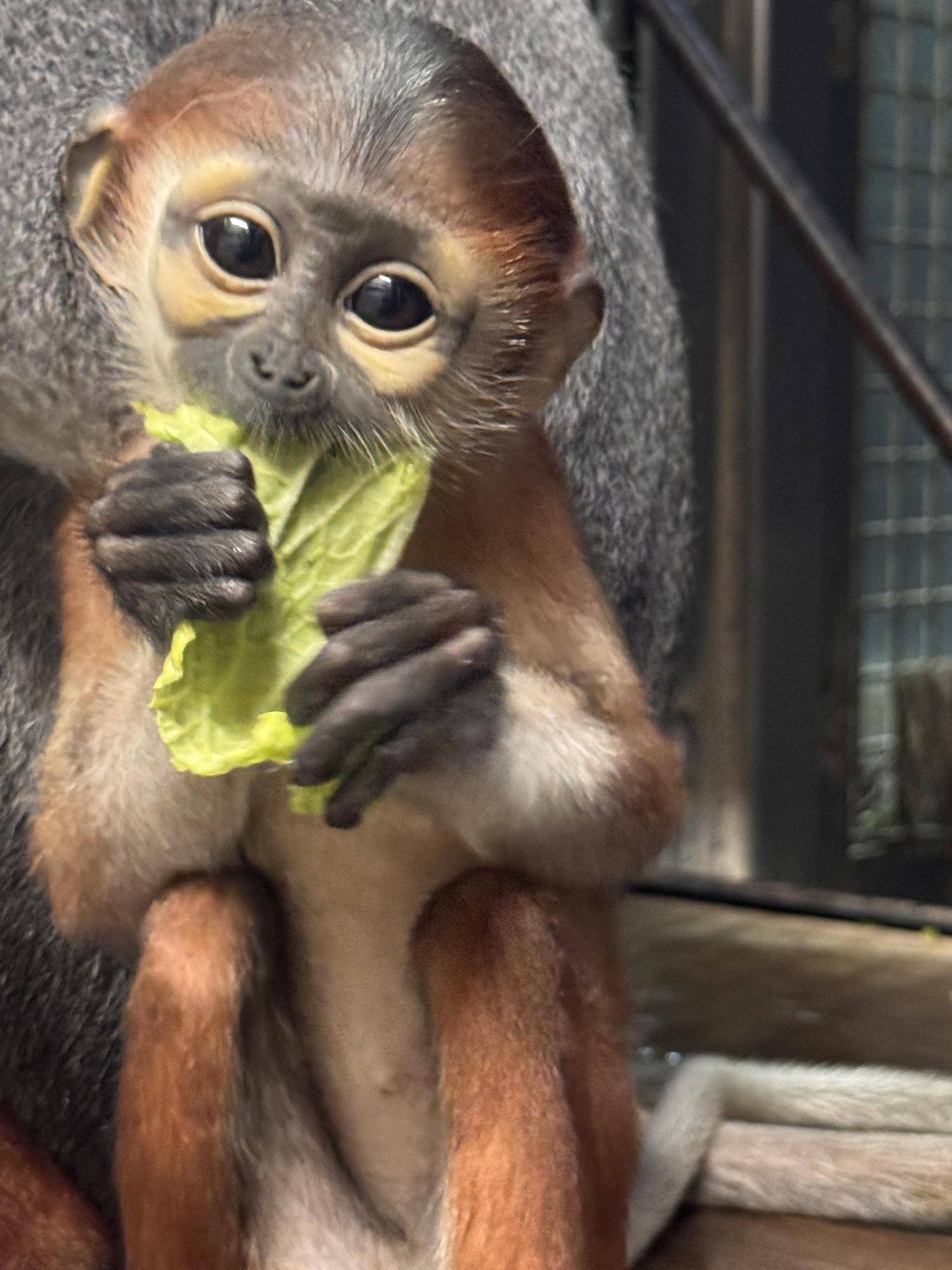 ドゥクラングール赤ちゃん白菜食べる