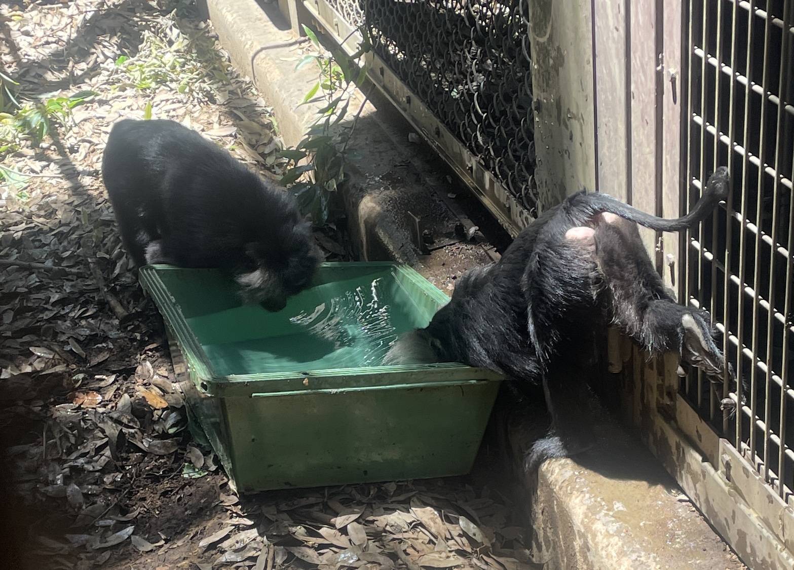 トロ船から水を飲むハマーとハニイ