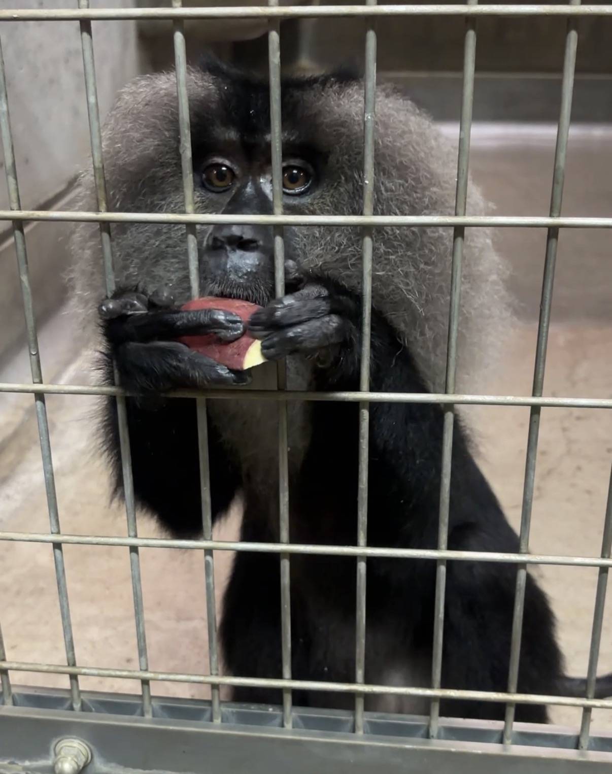 サツマイモを食べるヒロ