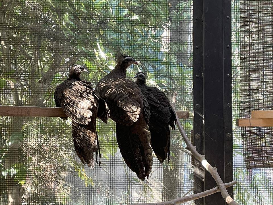 【飼育日誌】20220101：今年の干支は (5).jpg