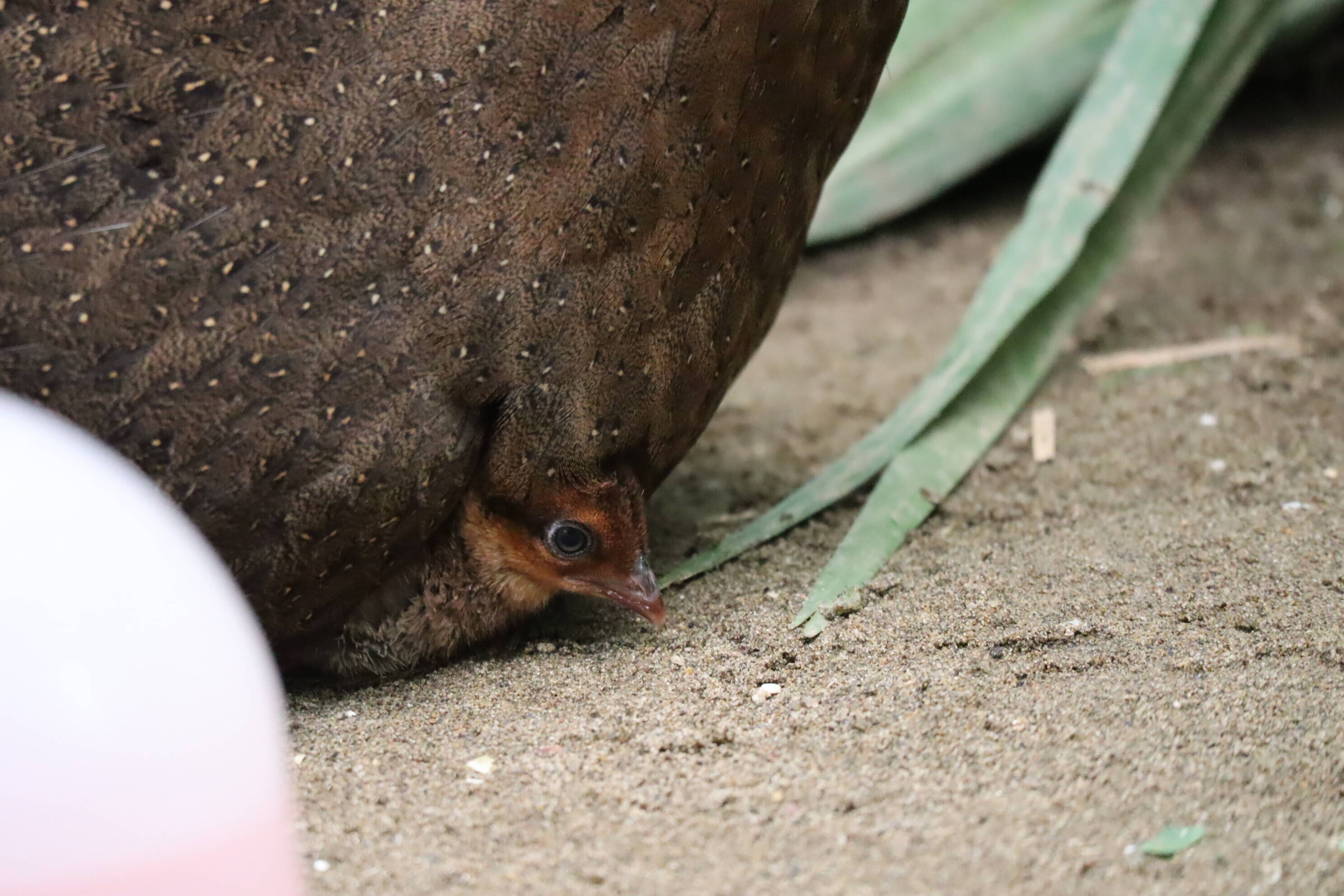 【飼育日誌】20200917：成長記5 (8).jpg