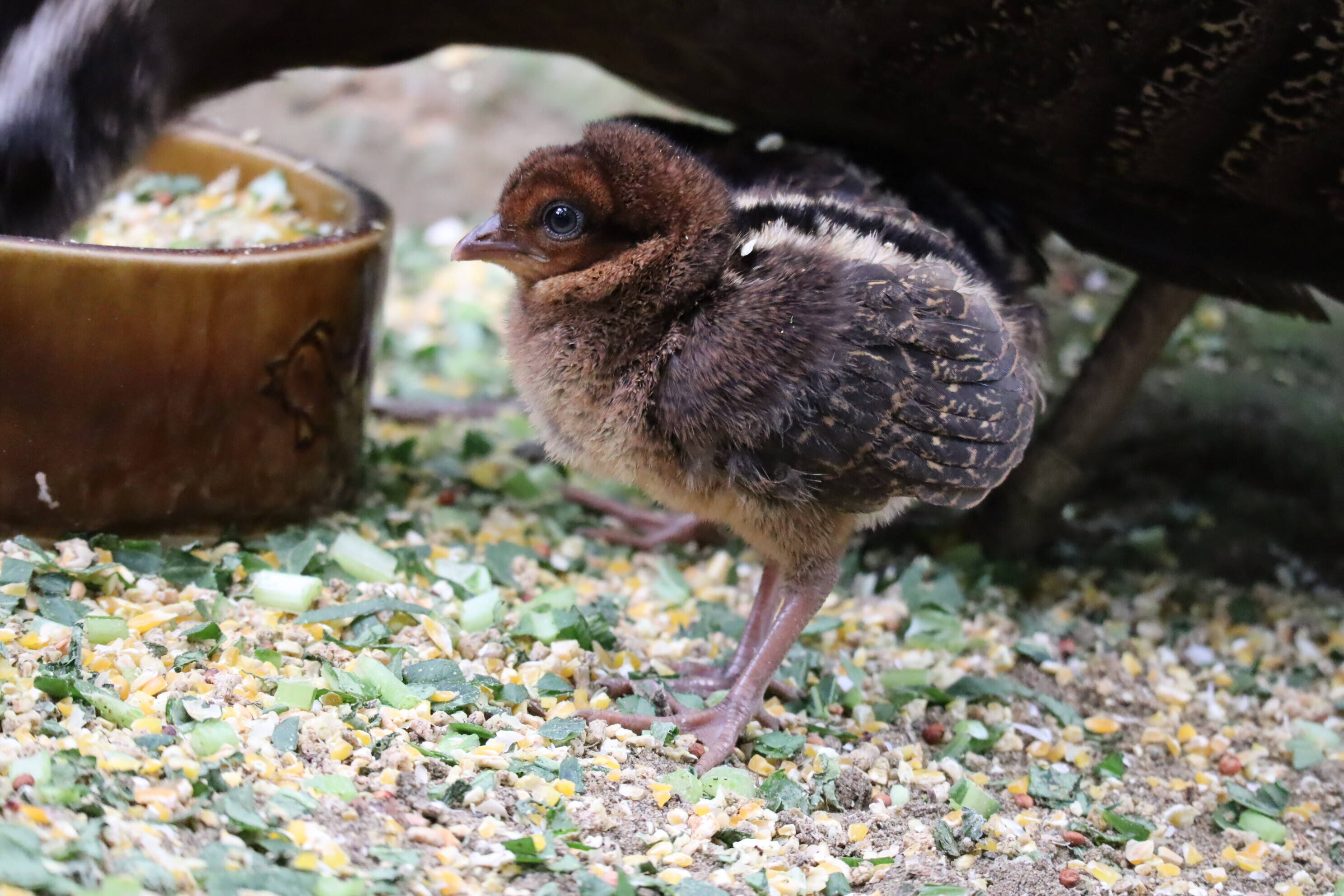 【飼育日誌】202008016:成長記4 (5).jpg