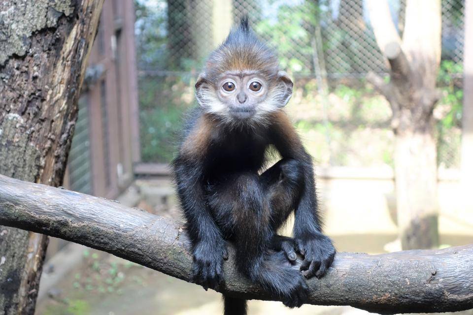 ロンロン、生後半年に！|飼育日誌｜ブログ|よこはま動物園