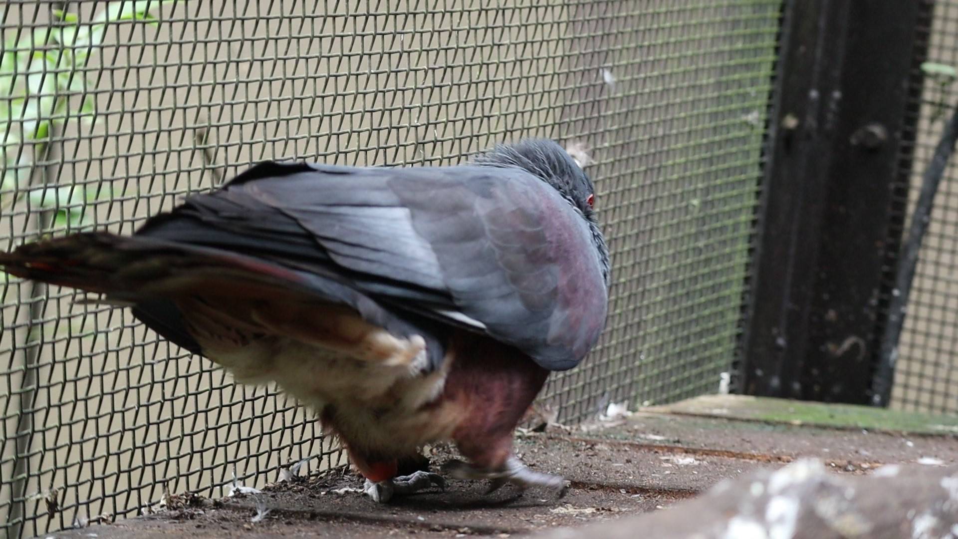 【飼育日誌】20201031：激変 (13).jpg