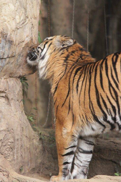 壁の匂いを嗅ぐガンター