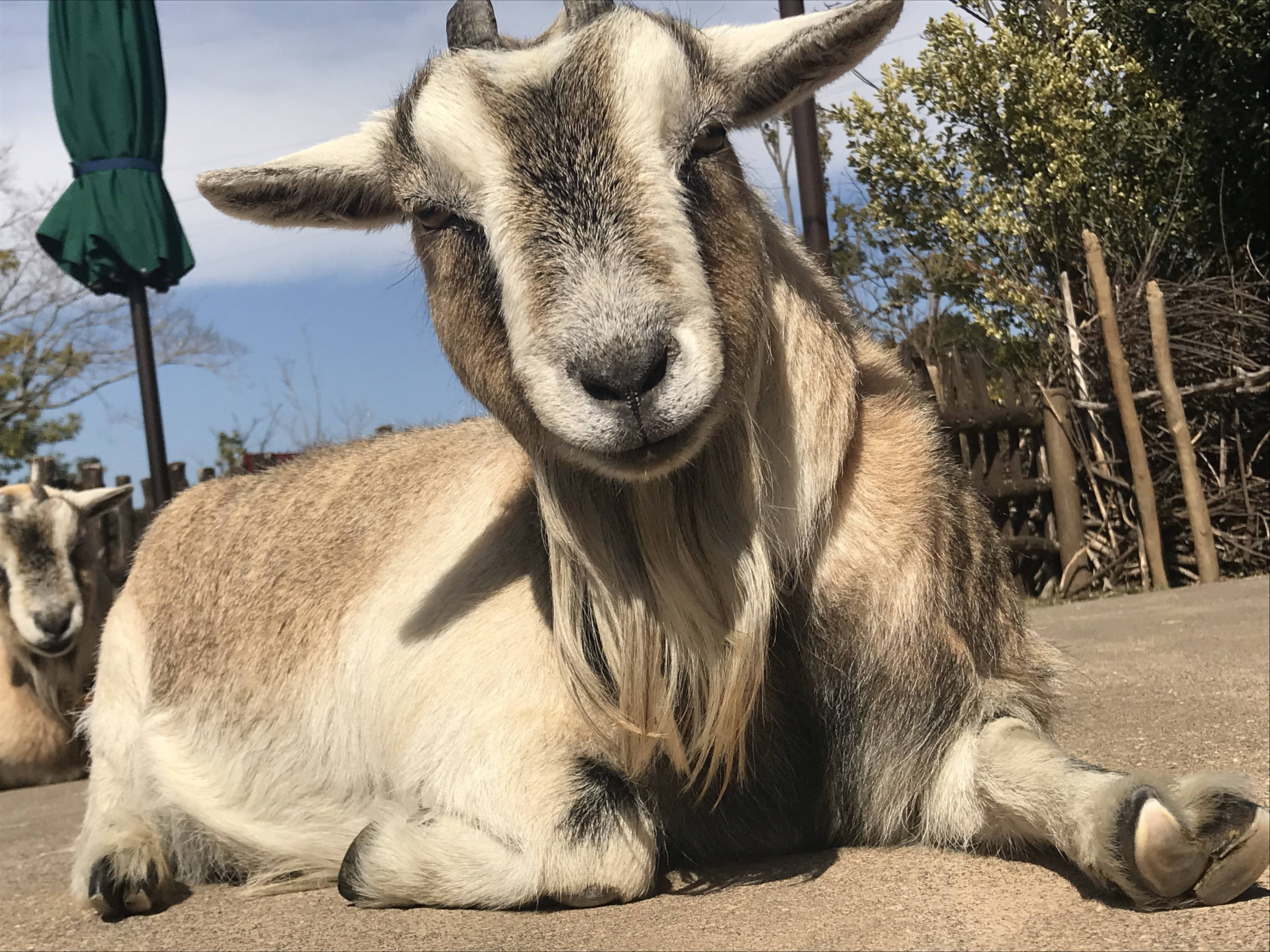ピグミーゴートご紹介 アフリカのサバンナ ズーラシア よこはま動物園ズーラシア公式サイト 公益財団法人 横浜市緑の協会 ピグミーゴートご紹介 アフリカのサバンナ ズーラシア よこはま動物園ズーラシア公式サイト 公益財団法人 横浜市緑の協会