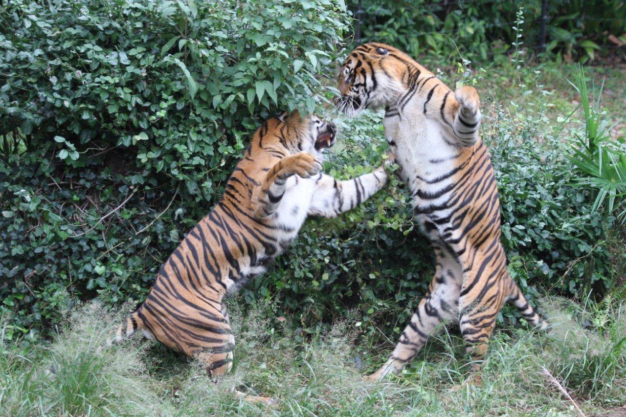 激しく闘争するガンターとデル③