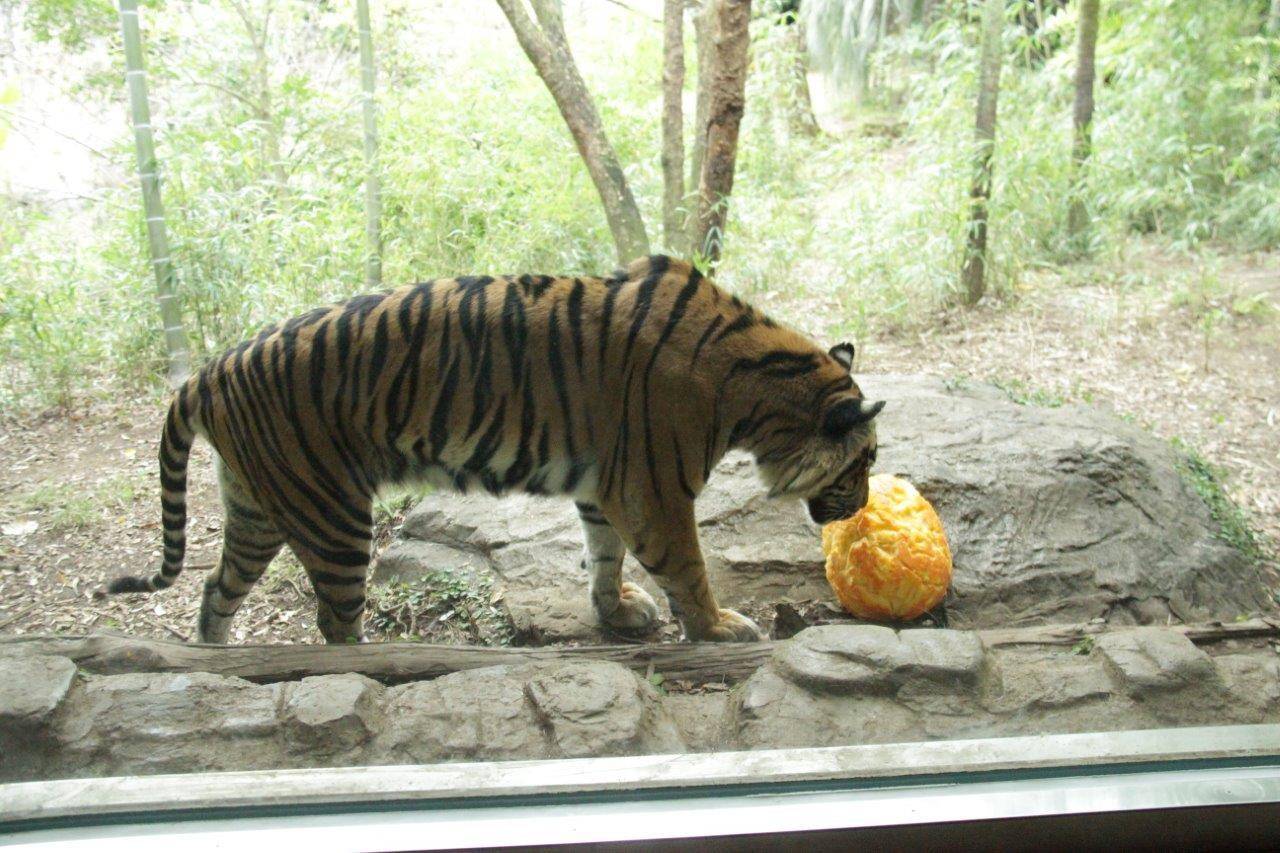 ハロウィン用カボチャを匂うデル