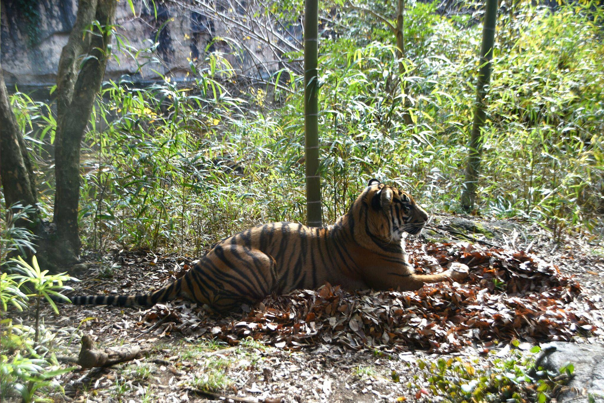 落ち葉を利用し始めたムジュ