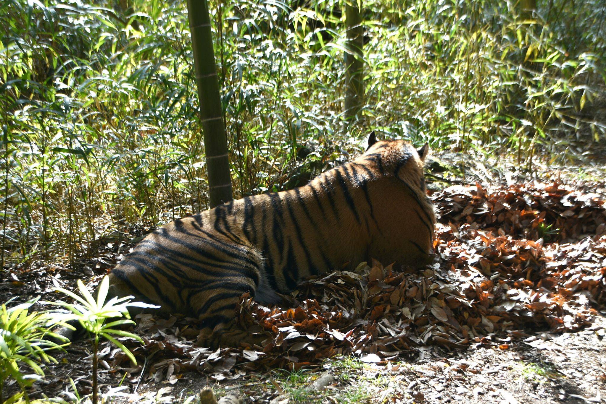 落ち葉の上で休むムジュ