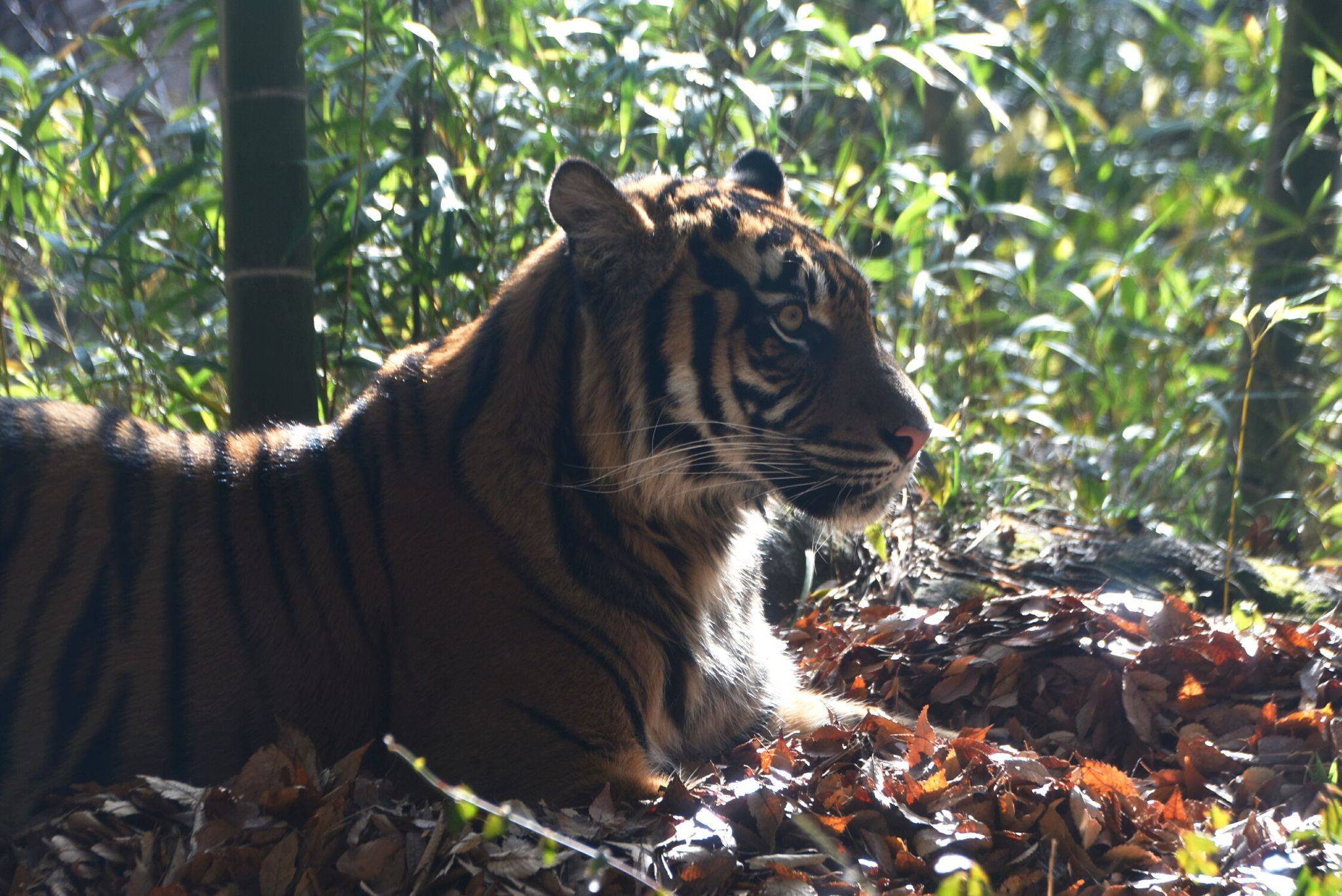 陽だまりの落ち葉の上で休むムジュ
