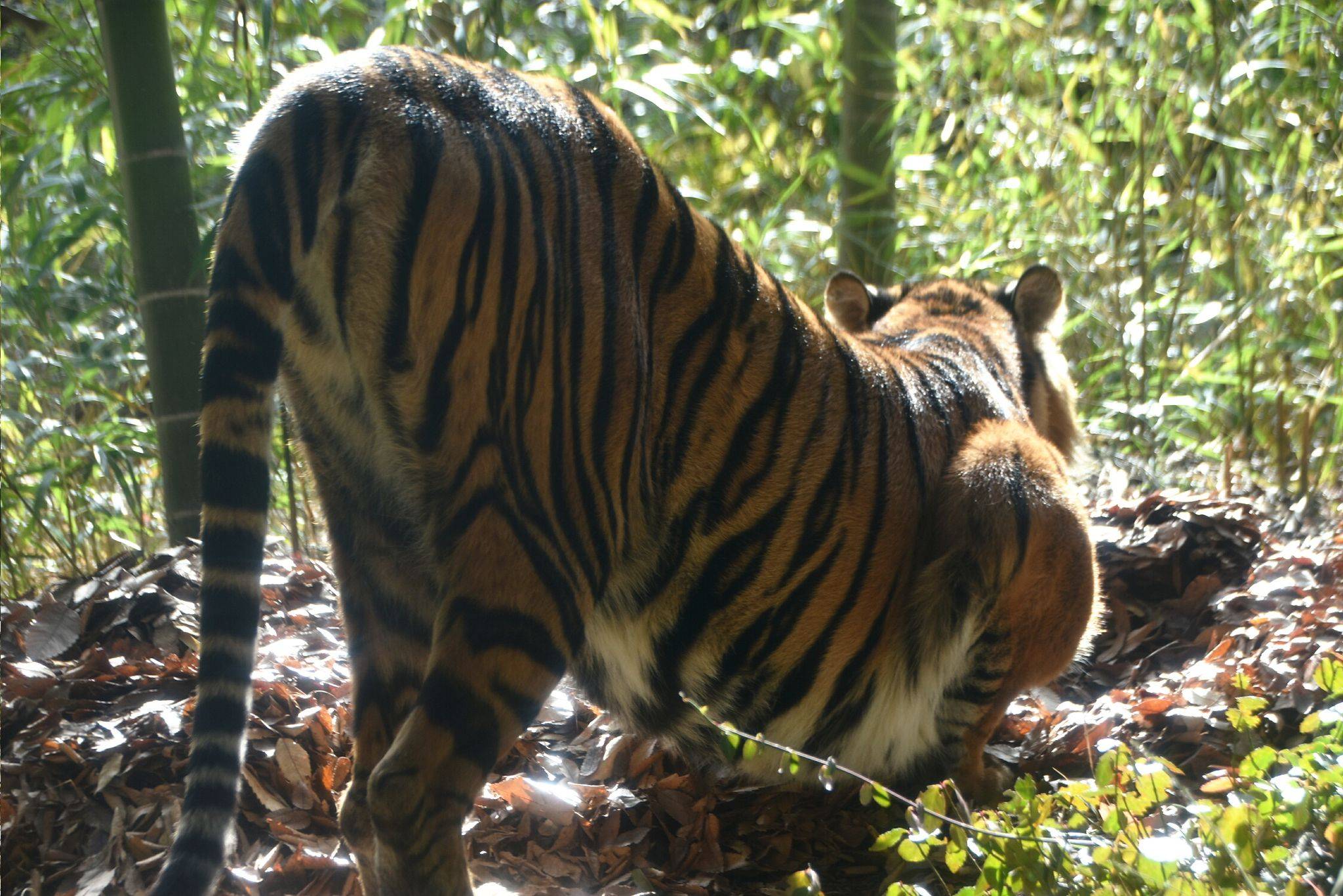 あと一歩で腰を下ろさないムジュ