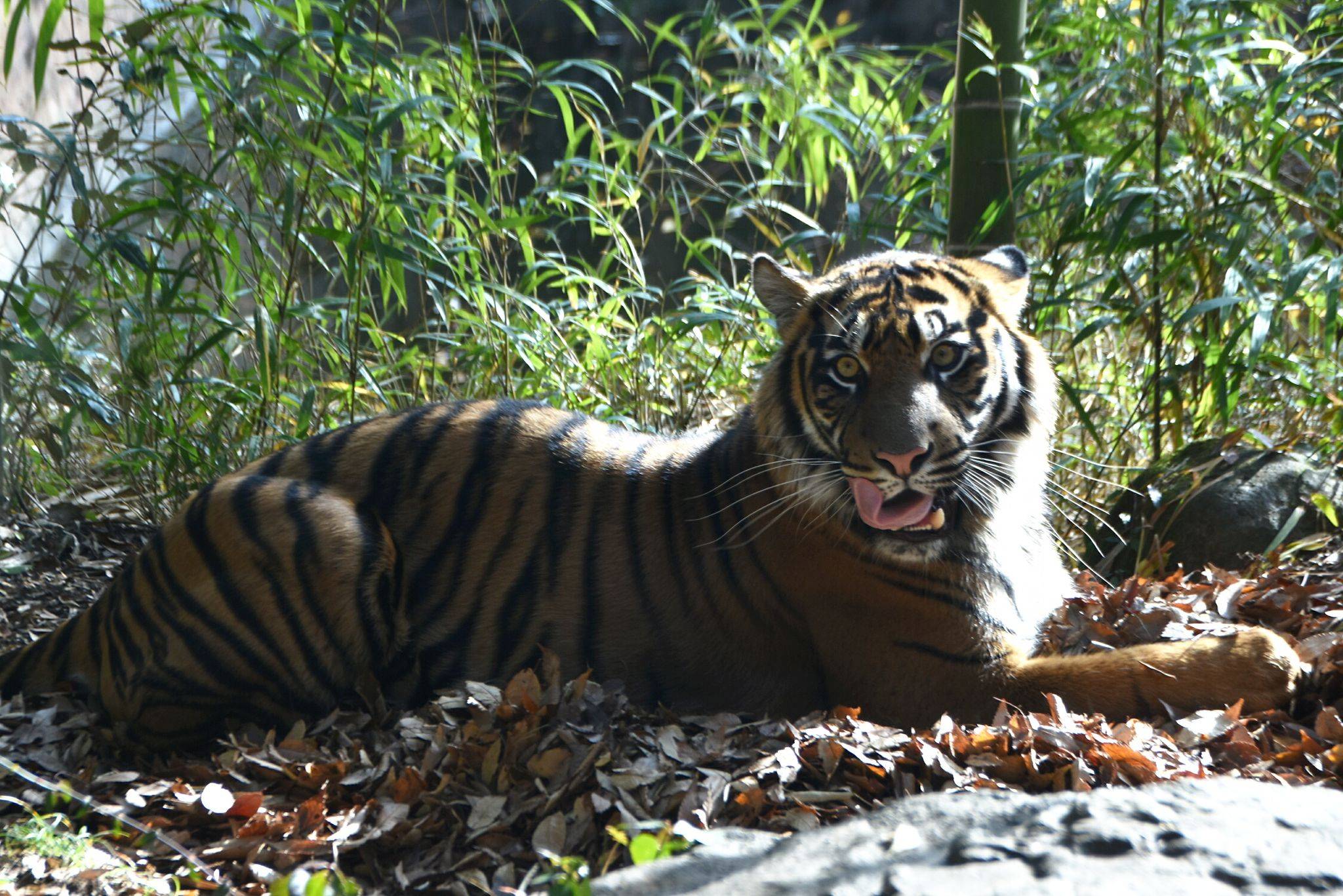 落ち葉の上でくつろぐムジュ