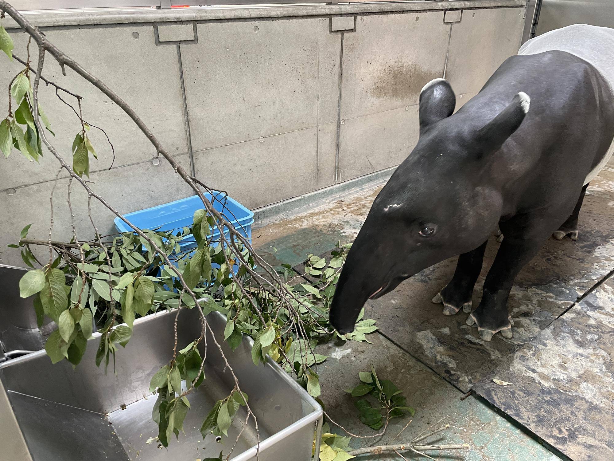 うり坊成長日記 母から学ぶ編 飼育日誌 よこはま動物園ズーラシア公式サイト 公益財団法人 横浜市緑の協会