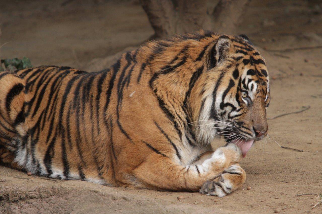 前肢を舐めるガンター