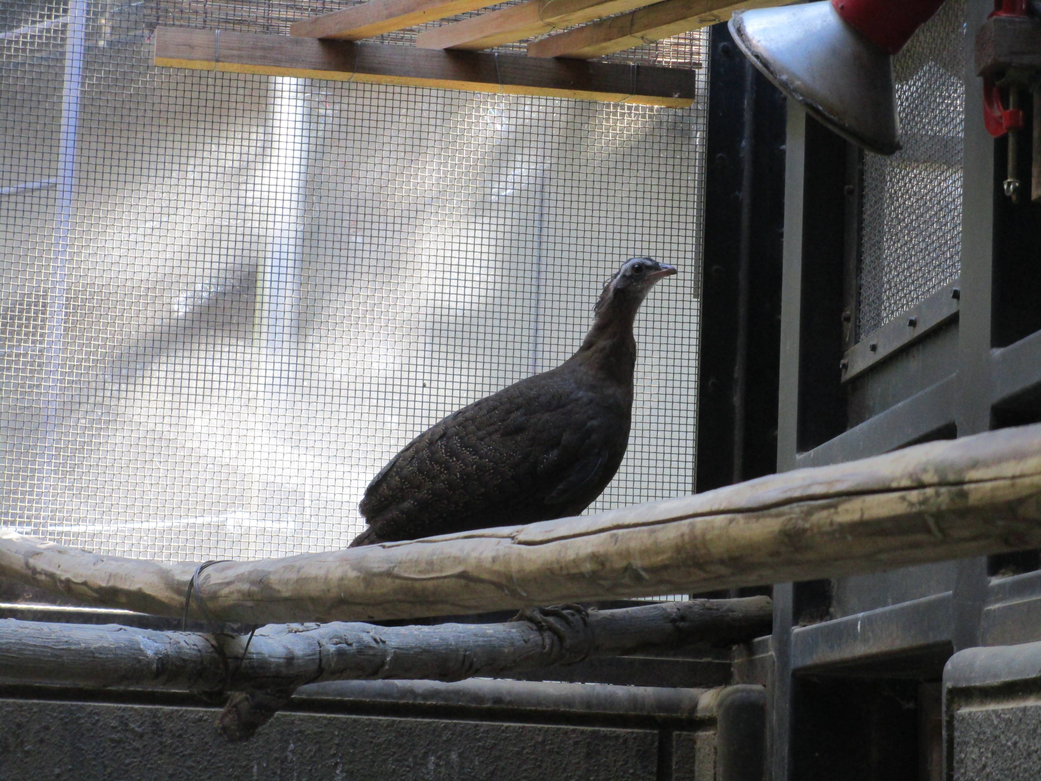 【飼育日誌】20210619:成長記13 (14).jpg