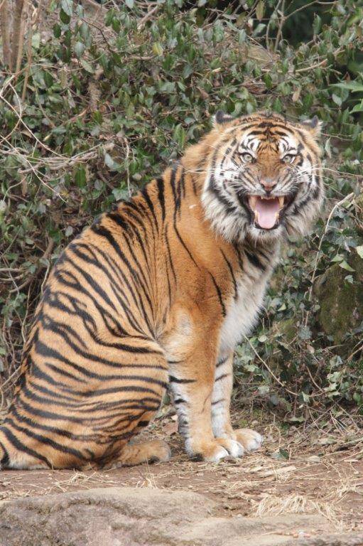 フレーメンするガンター⑤