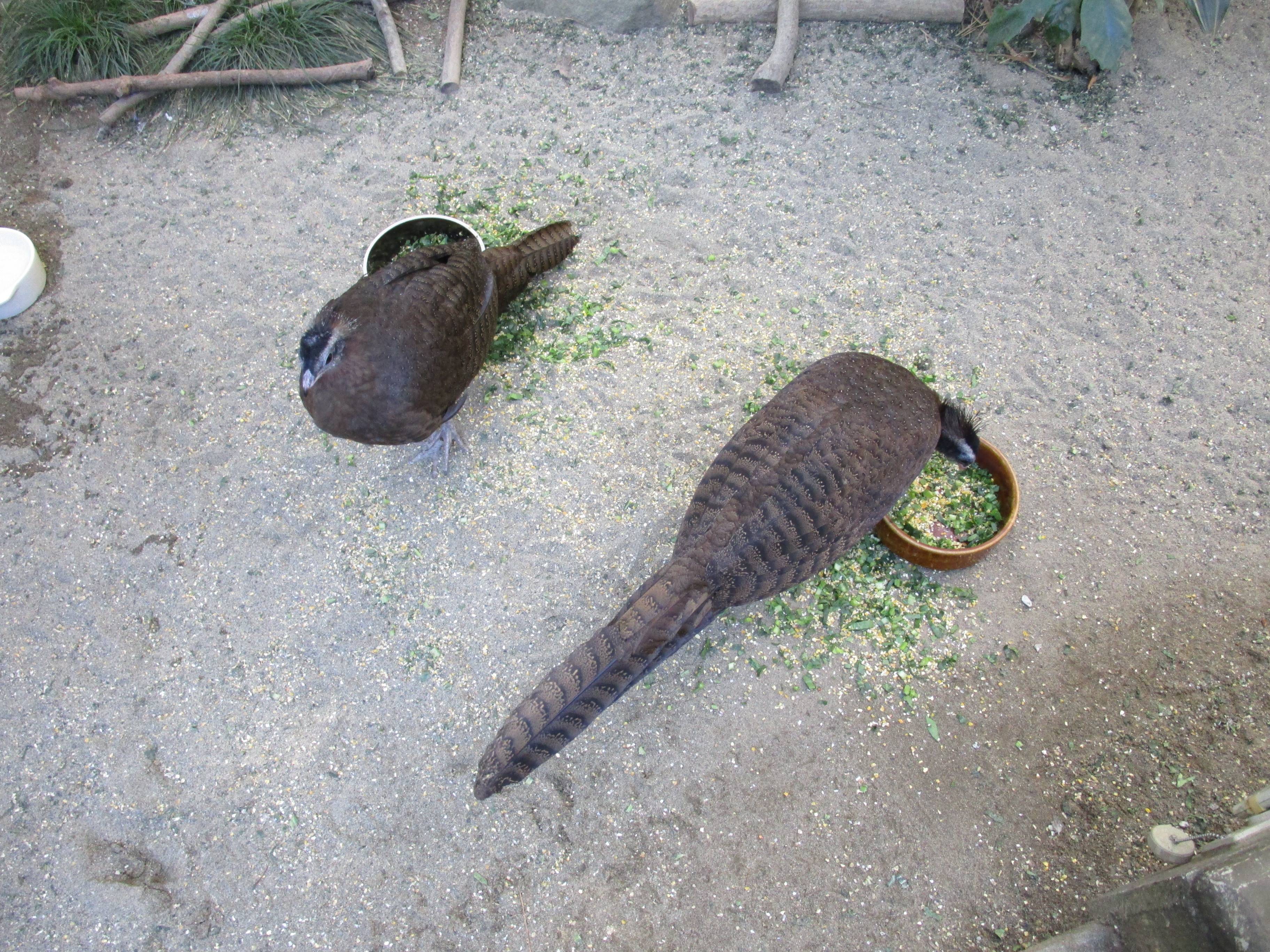 【飼育日誌】20210619:成長記13 (3).jpg