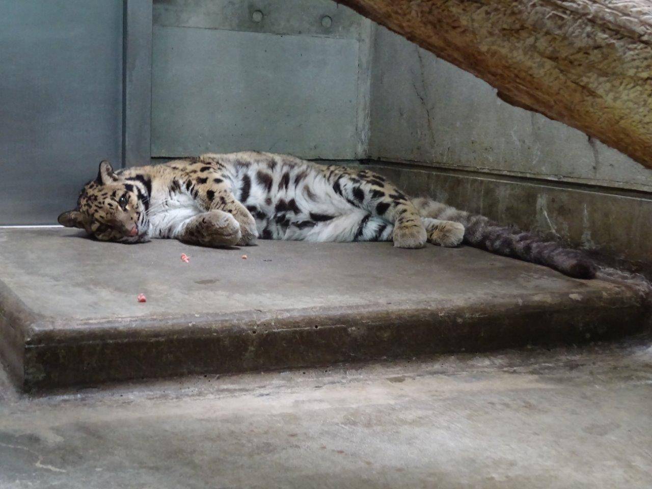 床暖上で横臥して休むアニル