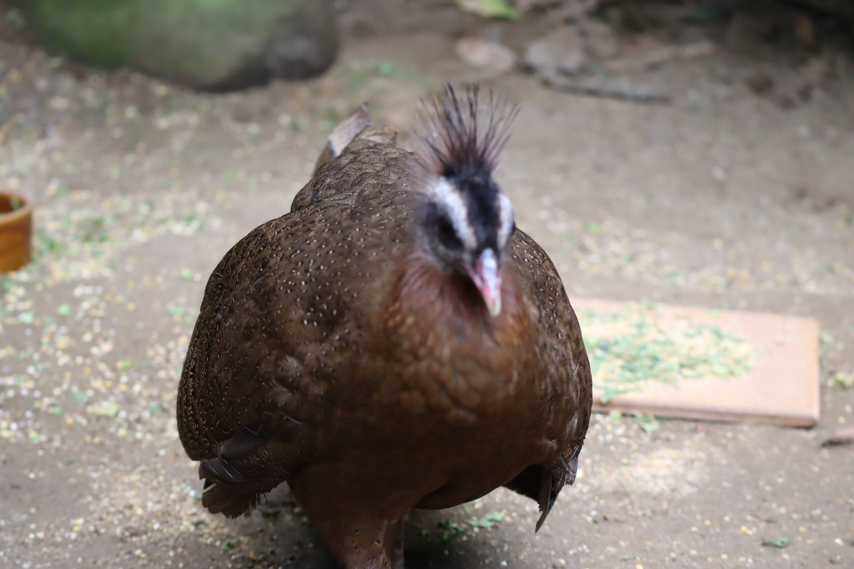 【飼育日誌】20201022：成長記6 (14).jpg