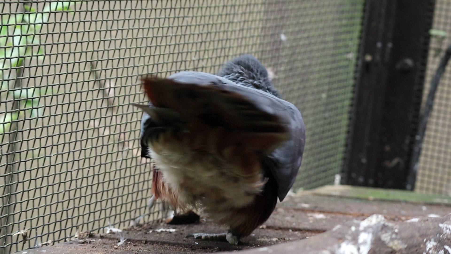 【飼育日誌】20201031：激変 (12).jpg