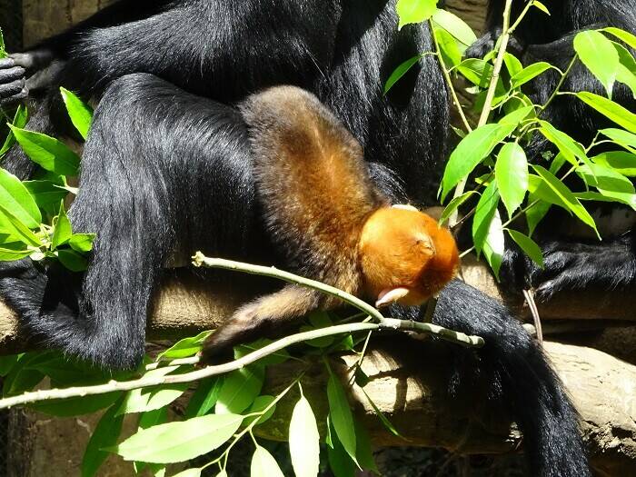 小さな冒険|飼育日誌｜ブログ|よこはま動物園ズーラシア公式