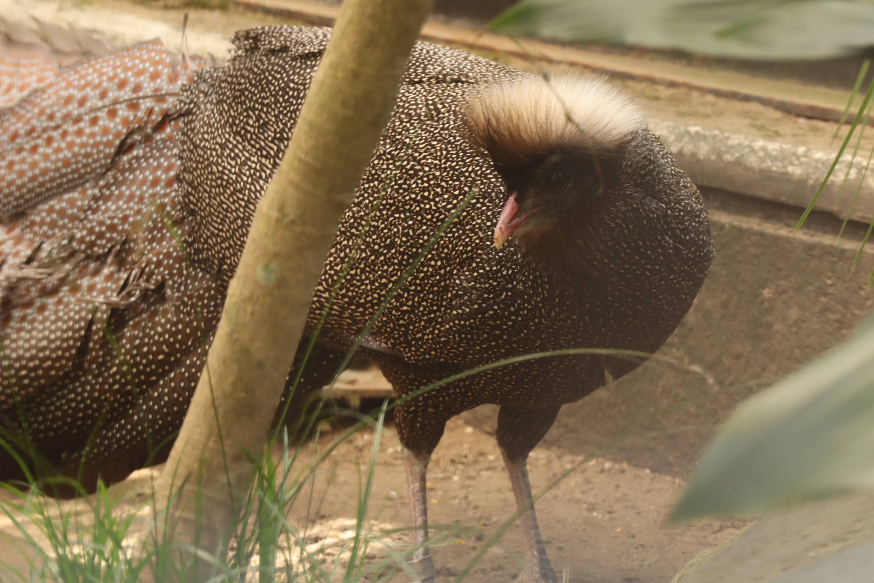 【飼育日誌】20210425:成長記11 (17).jpg