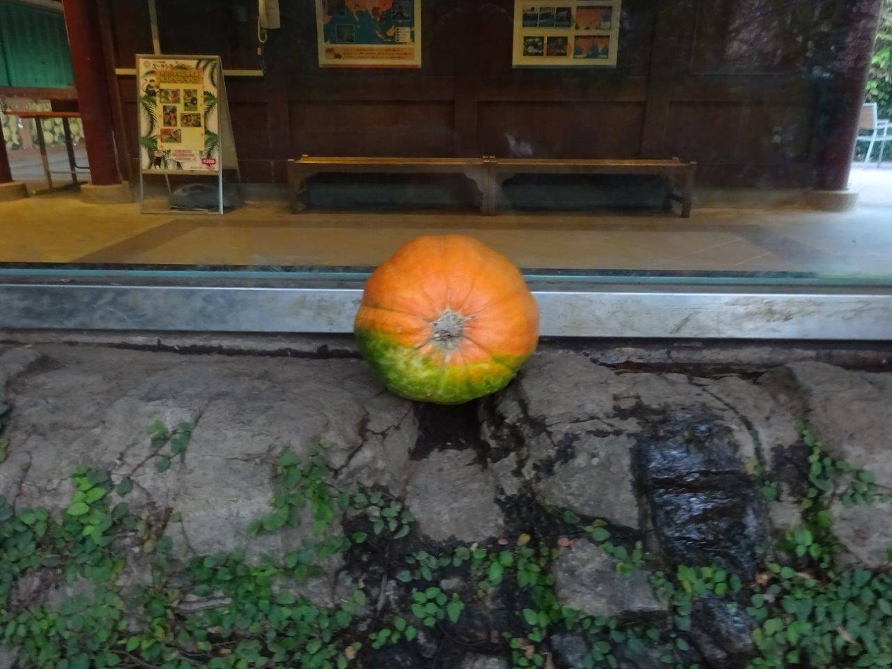 29日は、ガラス寄りにハロウィン用カボチャを置きました