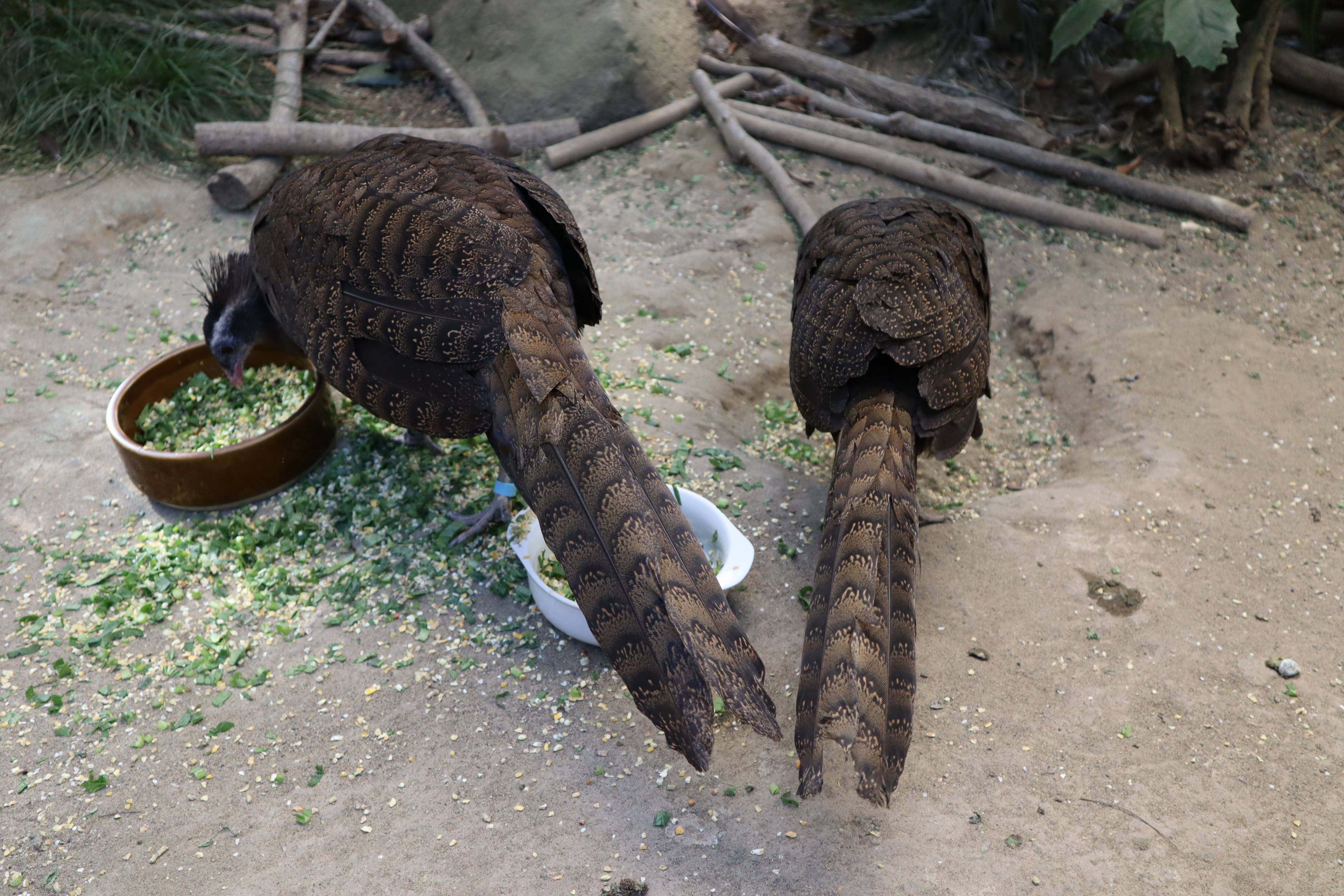 【飼育日誌】20210430:成長記12 (4).jpg
