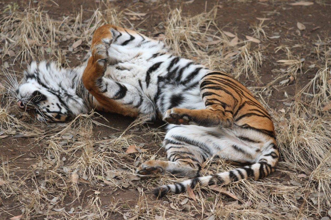 展示場でゴロゴロするカリ