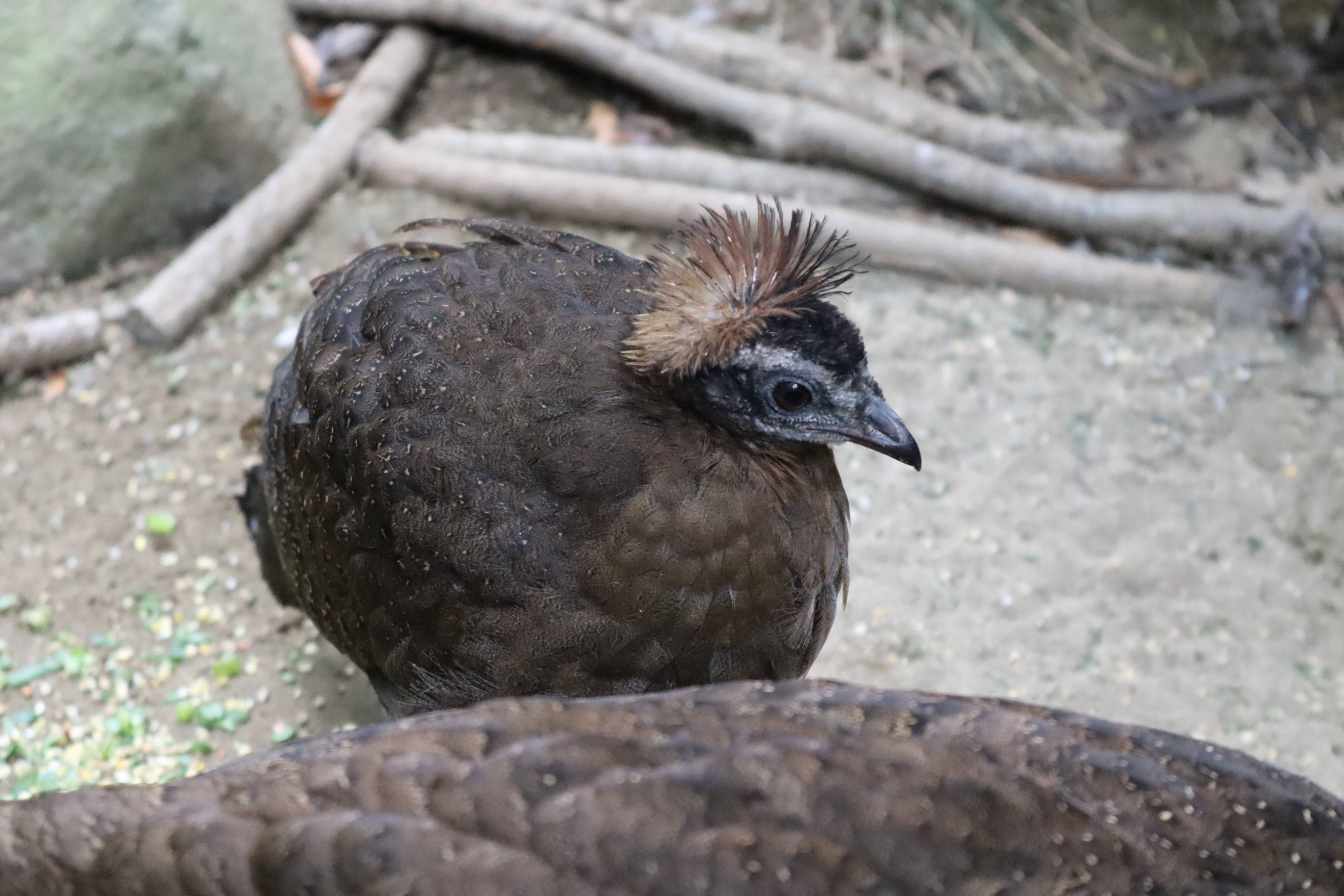 【飼育日誌】20210425:成長記11 (2).jpg