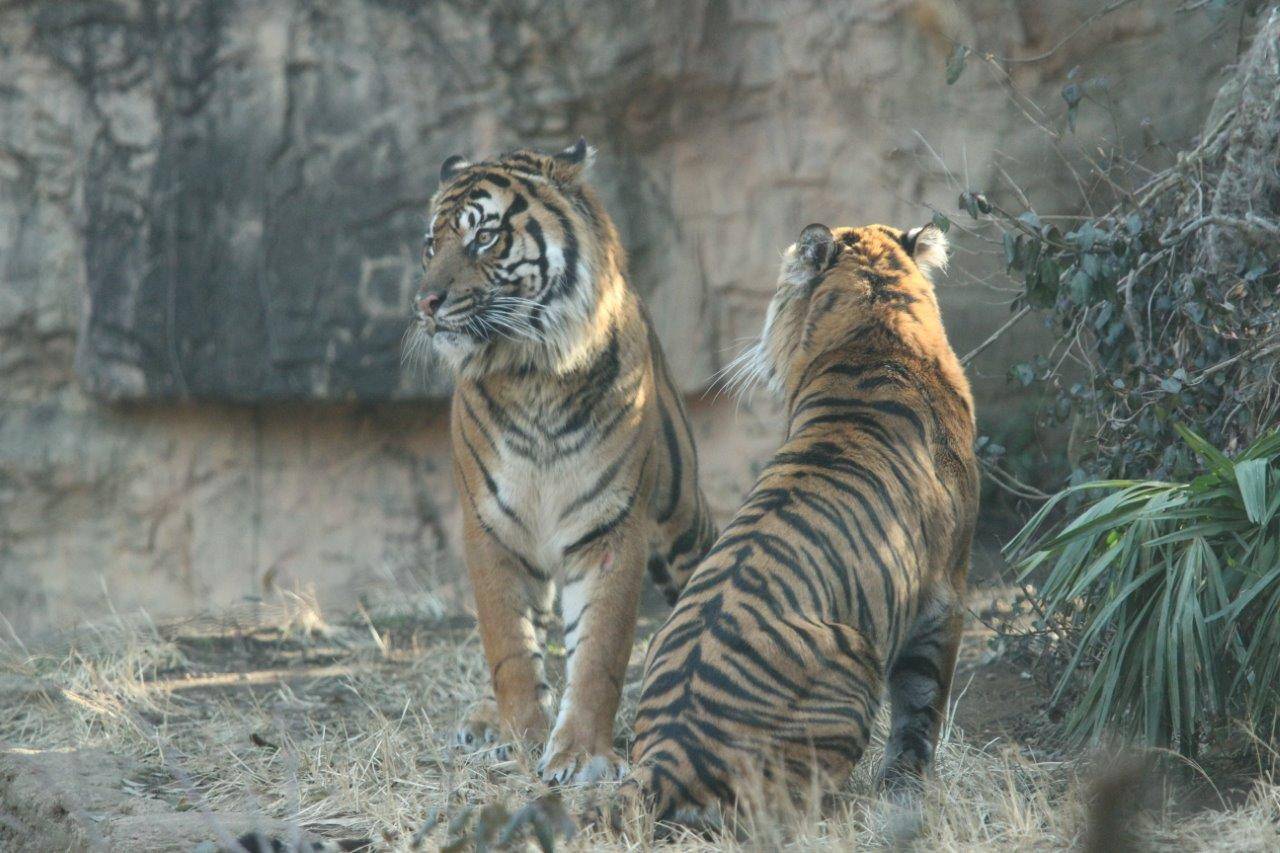 展示場で同居中のガンターとカリ。微妙な距離感を保っている。