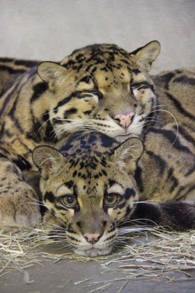 イーナに重なって休むジュール