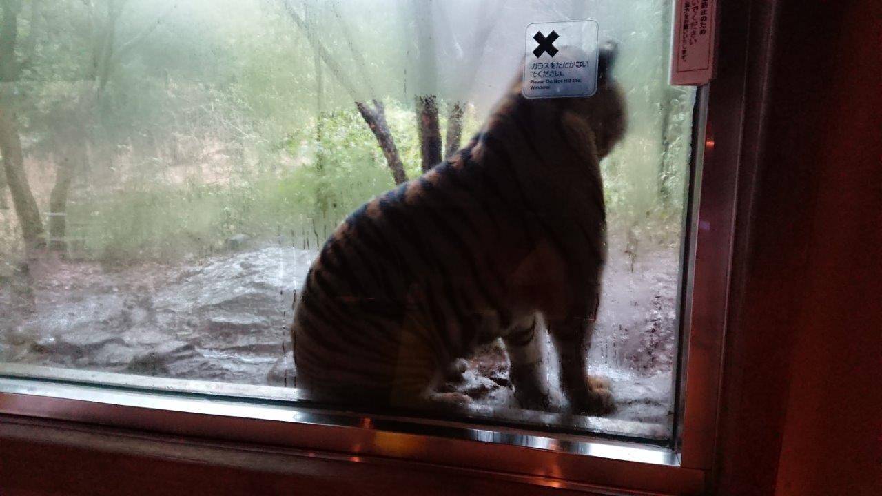 大雨を避け、雨宿りをするデル