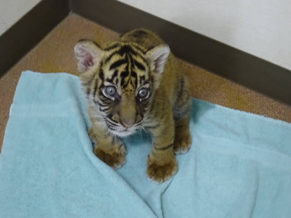 スピールフォーム　トラ　親子　虎 世界トラの日」 スマトラトラの親子写真公開 豪動物園 写真9枚