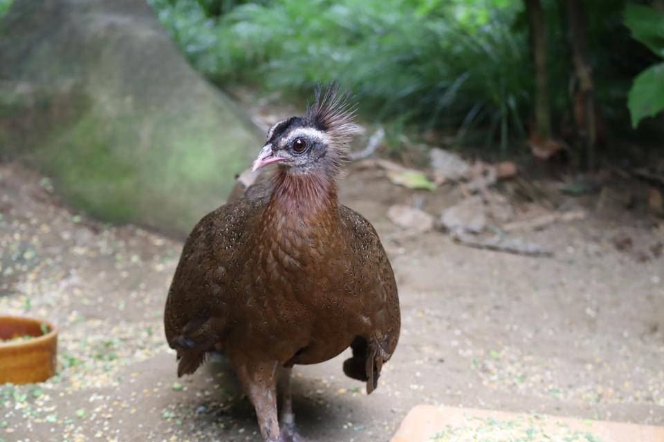 【飼育日誌】20201022：成長記6 (13).jpg