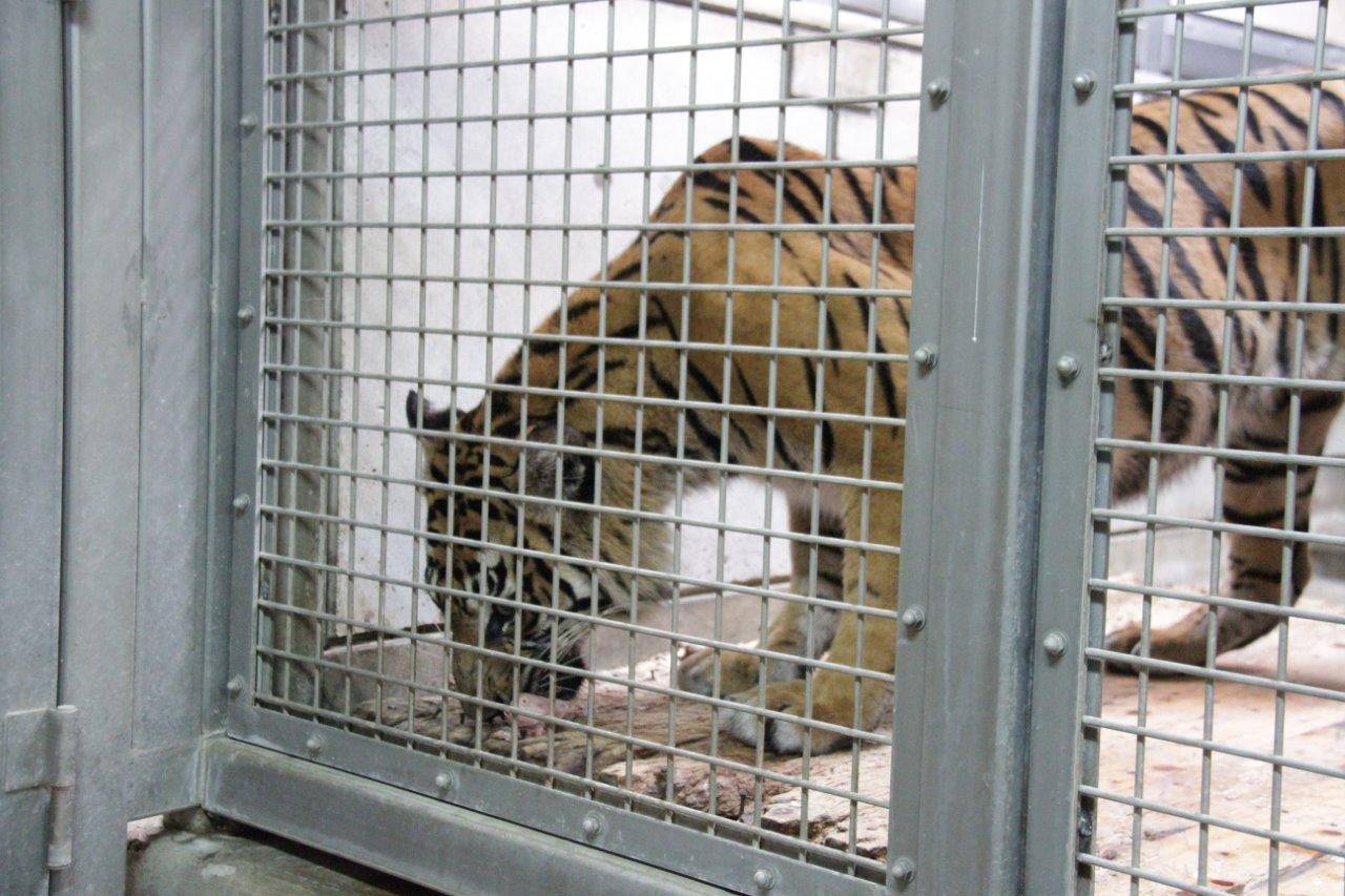 体重計の上に乗って、餌を食べるラウト