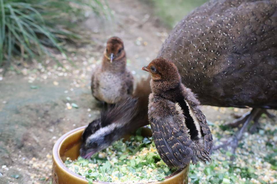 【飼育日誌】20201120:成長記7 (17).jpg