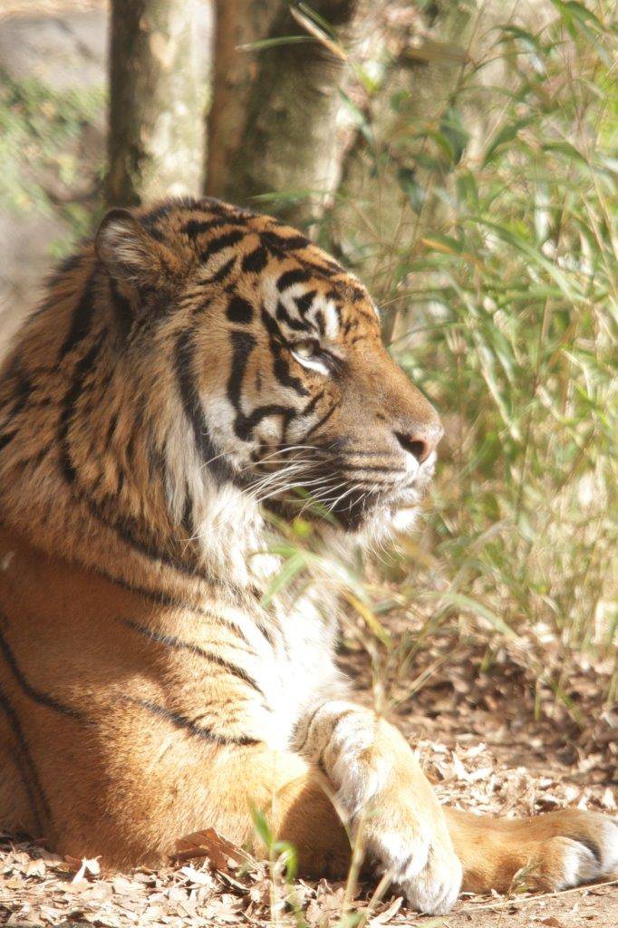 落ち葉の上で腕組みをして休むガンター-③