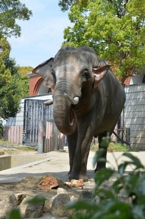 飼育日誌 190428-5 20thゾウ.jpg