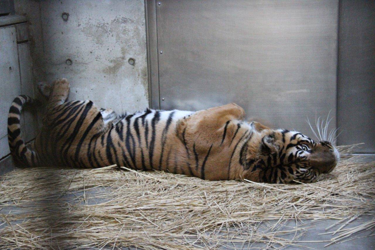 2014年の正月、藁上で仰向けになって休むガンター