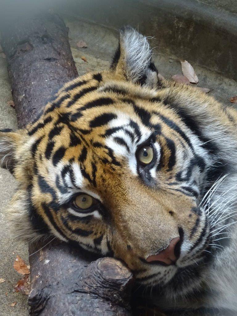 木を枕にして休むラウト