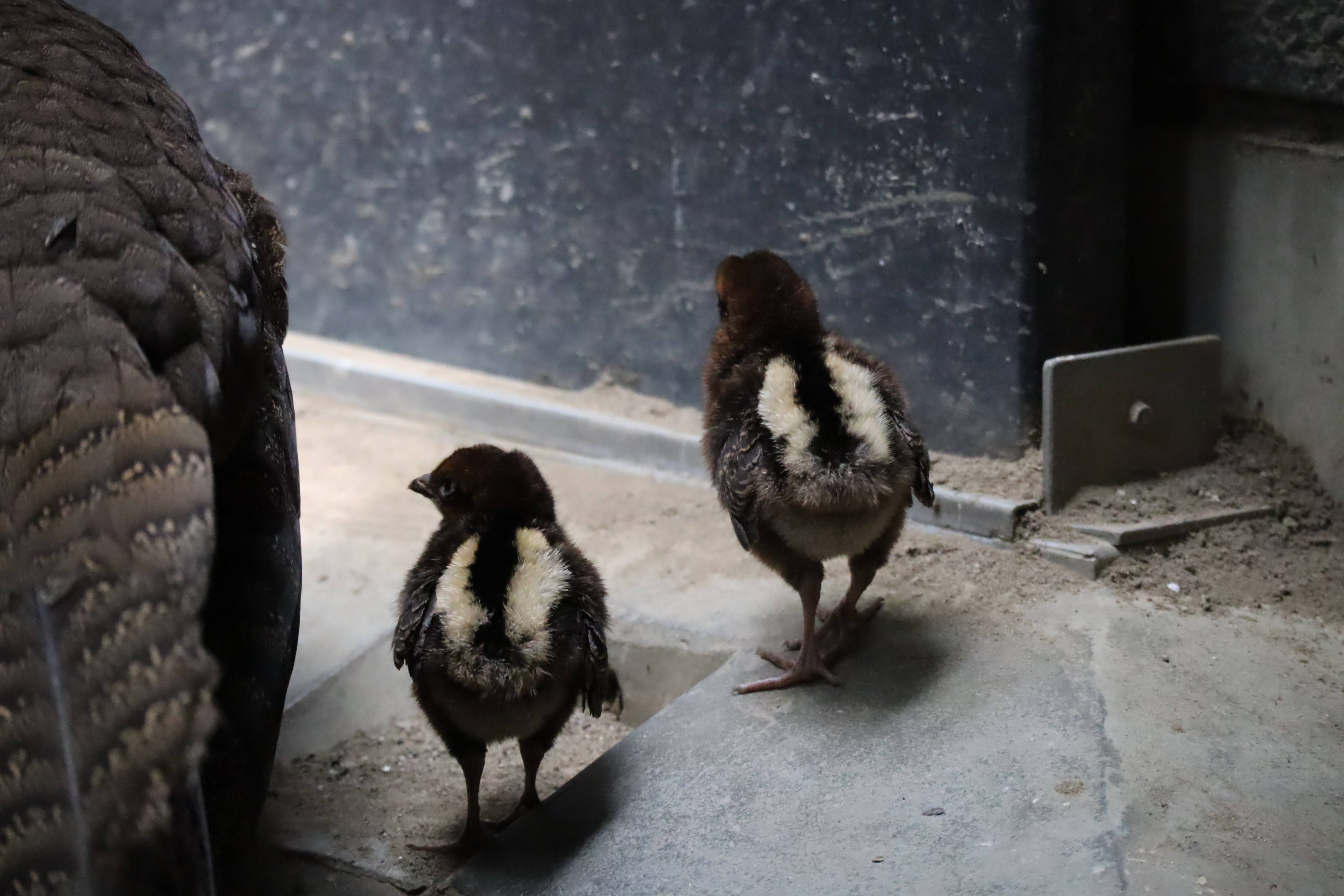 【飼育日誌】20210916:2年連続繁殖成功 (10).jpg