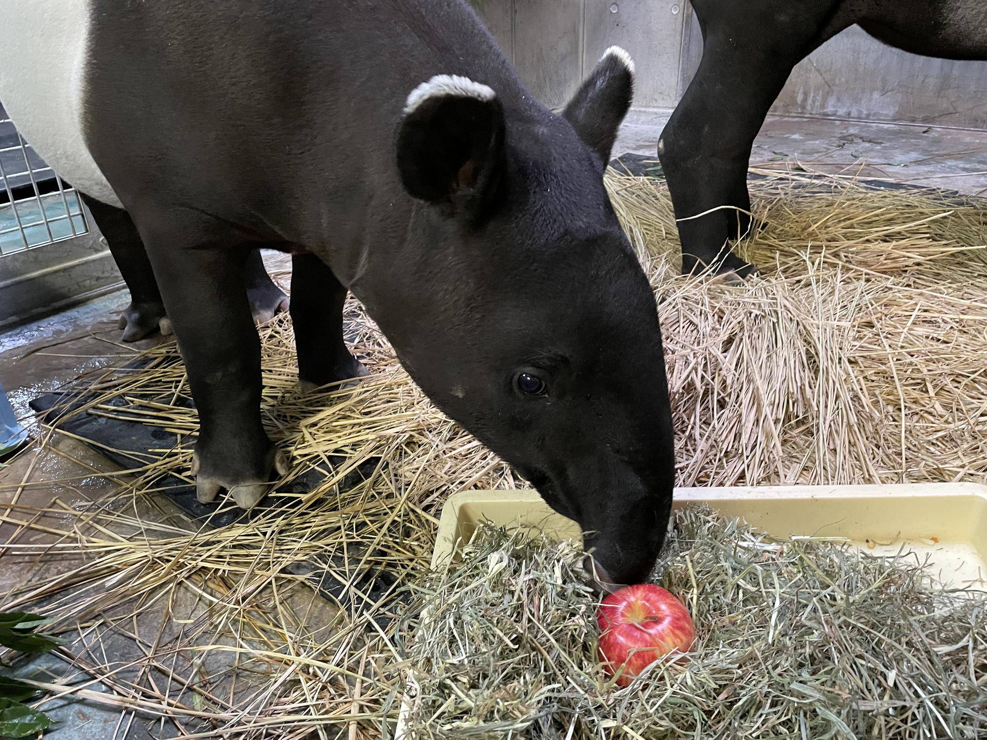 うり坊成長日記 そこにあったはずなのに編 飼育日誌 よこはま動物園ズーラシア公式サイト 公益財団法人 横浜市緑の協会