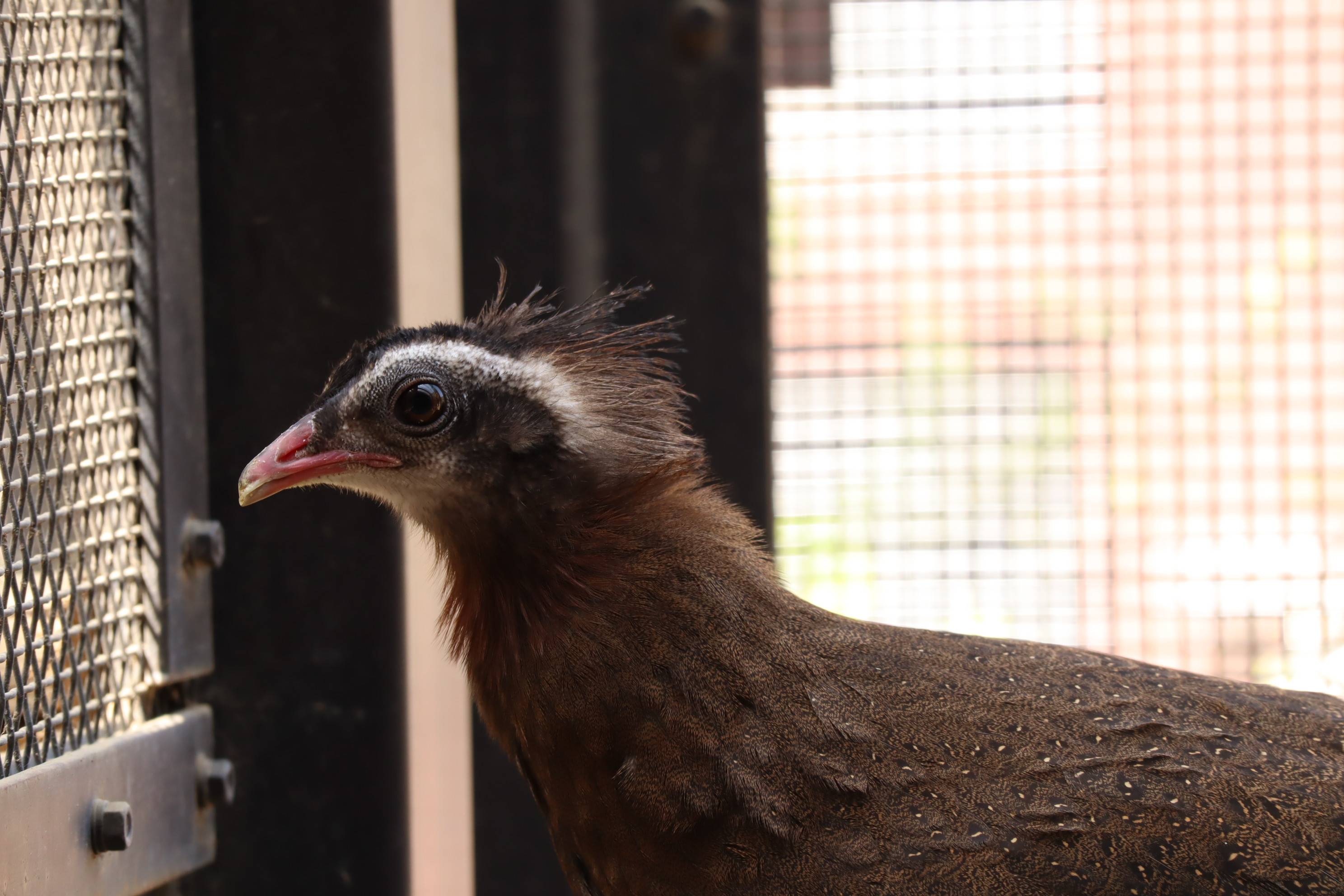 【飼育日誌】20210425:成長記11 (19).jpg