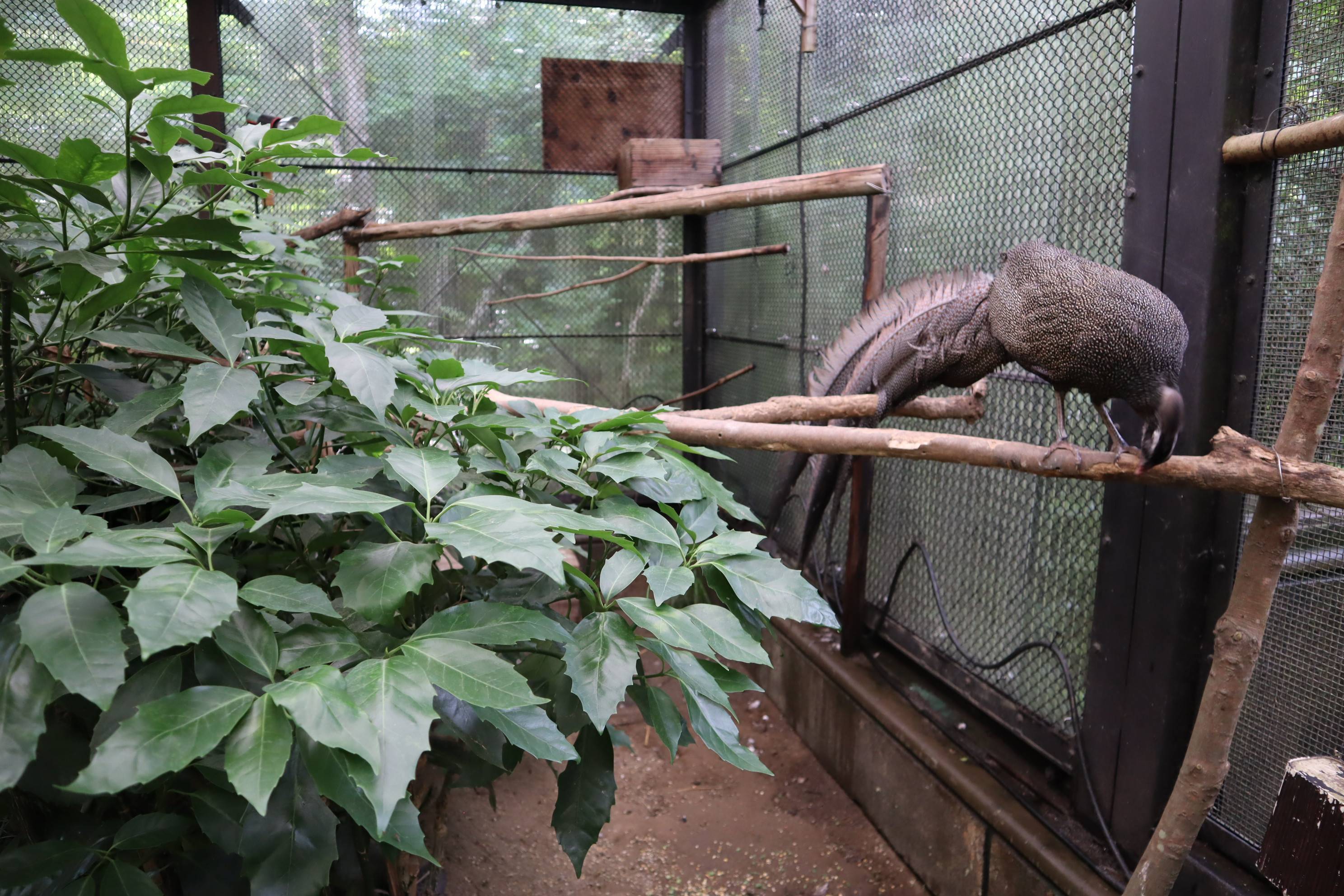 【飼育日誌】20210130：成長記8 (11).jpg