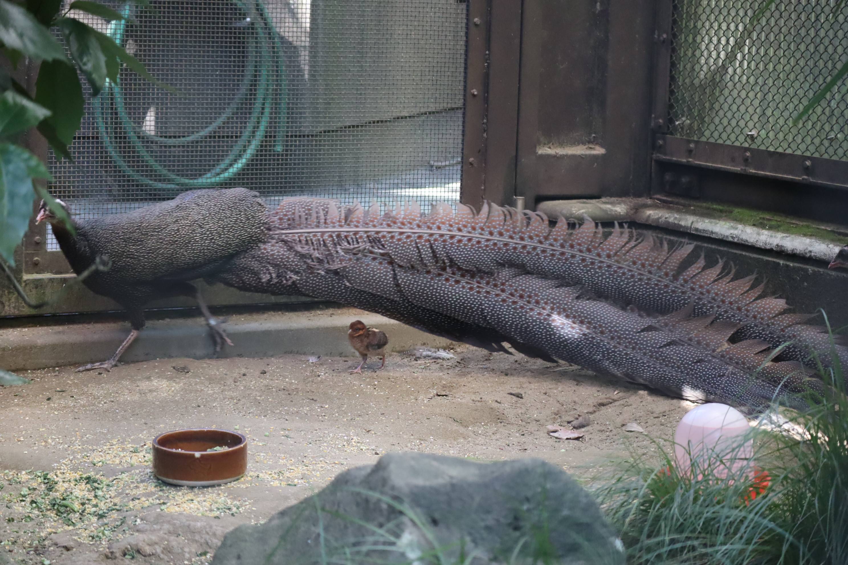 【飼育日誌】20210130：成長記8 (5).jpg