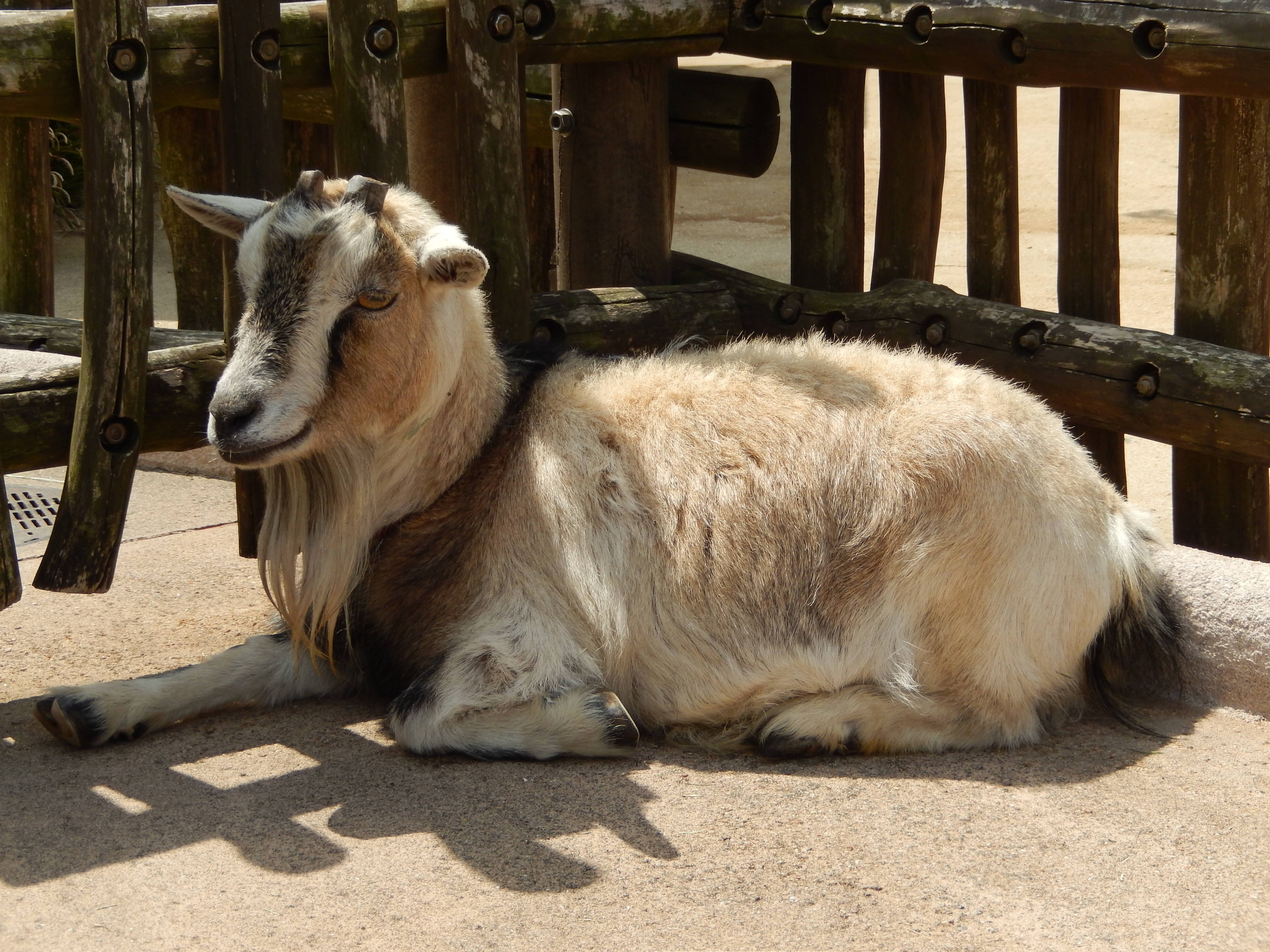 ピグミーゴート ララ.jpg