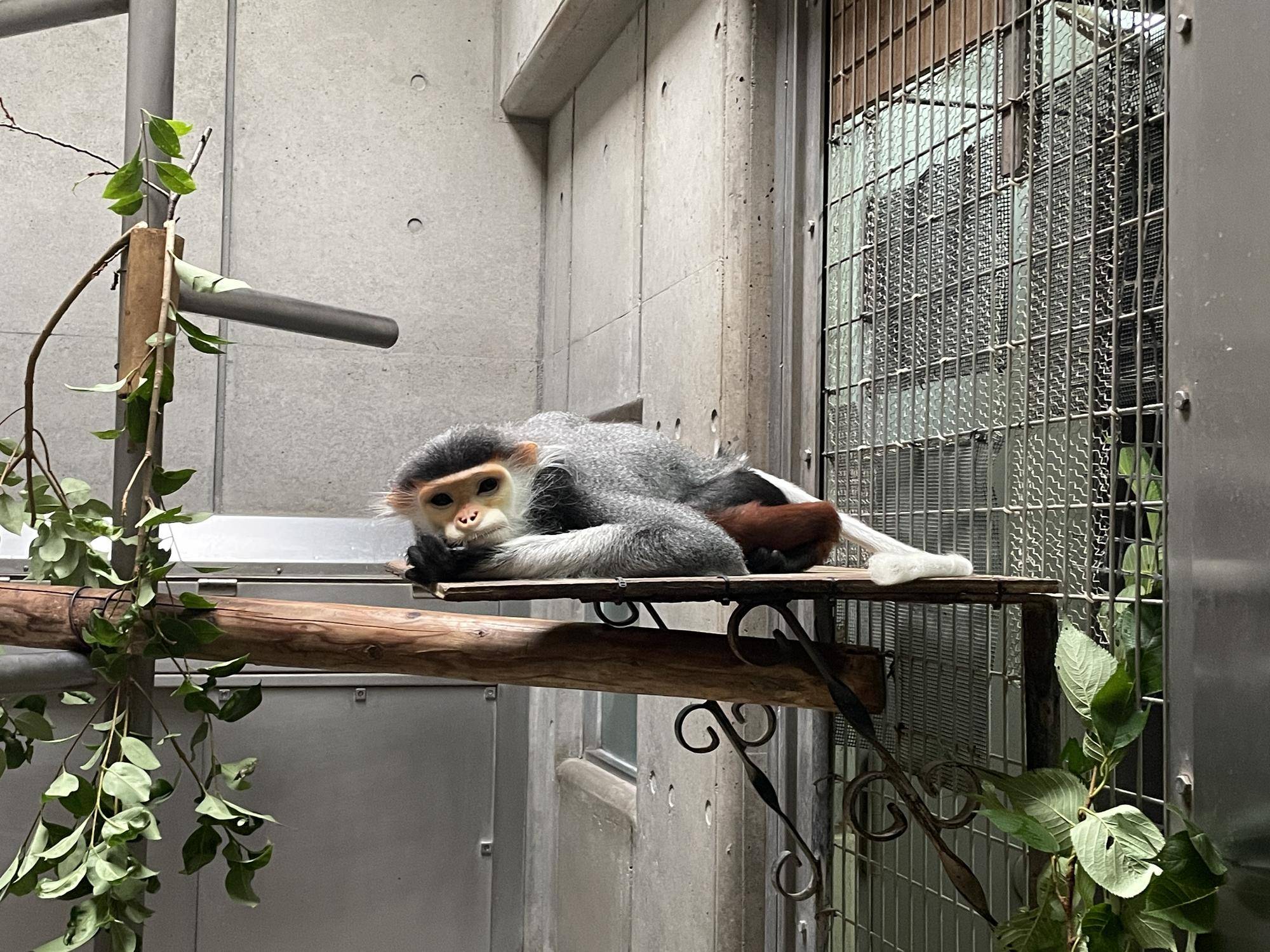 【飼育日誌】20220802：マニプクの思い出 (20).jpg