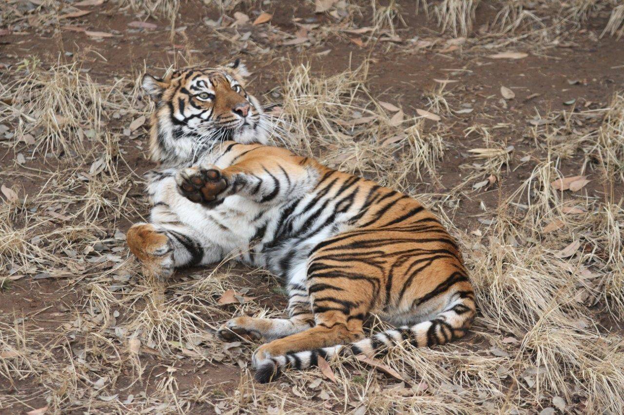 展示場でゴロンとするカリ